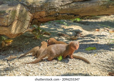 Mother Of A Common Dwarf Mongoose With Her Pups From South Africa. Helogale Parvula Species From Family Herpestidae.