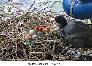 Mother coot feeds her young who have just hatched from their eggs.