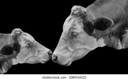 Mother Cow And Baby Cow Portrait On The Black Background