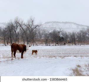 A Mother Cow And Her Baby Looking At The Camera In The Winter