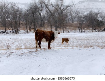 A Mother Cow And Her Baby Looking At The Camera In The Winter