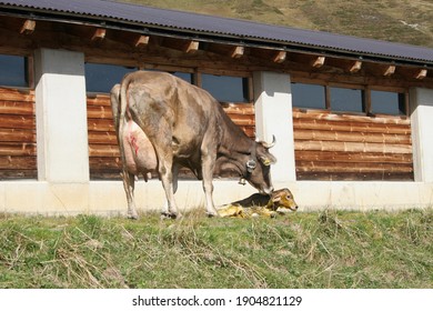 Mother Cow Licking Her New Born Calf That Is Still Covered With The Placenta Fluid