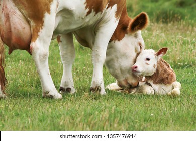 mother cow licks calf