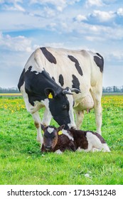 Mother cow with newborn calf  standing in pasture in Holland