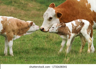 Mother Cow With Two Generations Of Offspring