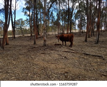 Mother Cow In Wild, Standing Next To Still Born Calf. Still Birth Occurred 30 Mins Prior To Photo.