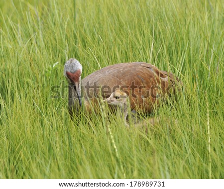 mother crane bends down to chick