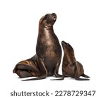 Mother and cub California Sea Lion, isolated on white