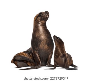 Update 81+ imagen sea lion white background - Thptletrongtan.edu.vn