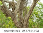 Mother and cub jaguar in fork of tree in the Pantanal Brazil.