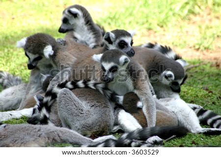 Mother Cute Baby Ring Tailed Lemur Stock Photo Edit Now 3603529