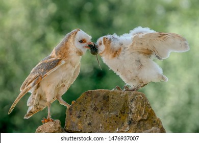 
Mother and daughter Barn owl (Tyto alba). Mother feeds her young. Green bokeh background. Noord Brabant in the Netherlands. 