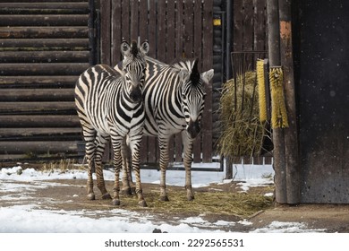 The mother and daughter of the plains zebra stands in an enclosure in a zoo. Sandy surface in the background of the stable. Black and white striped Odd-toed ungulates. Subspecies chapman's zebra. - Powered by Shutterstock