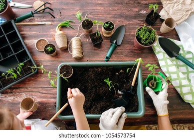 Mother And Daughter Planting Seedlings At Home Holding Garden Tools. Hands Of Girls And Little Sprouts. Flat Lay And Top View.