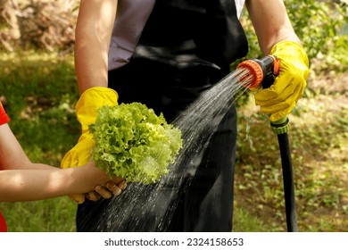 mother and daughter wash plucked lettuce leaves with water from a watering hose on a sunny summer day. - Powered by Shutterstock