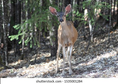 A Mother Deer On Alert To Make Sure The Coast Is Clear Taken In Mendocino National Forest.