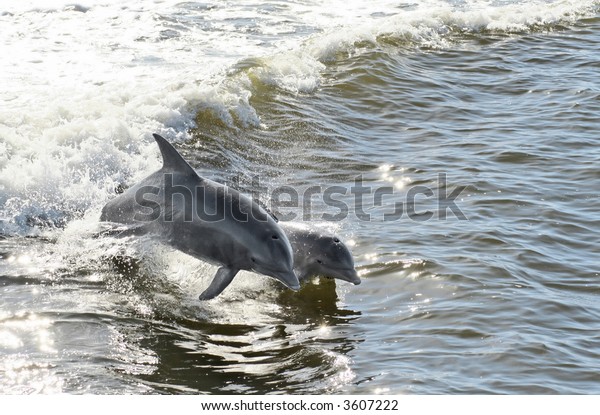 A mother dolphin and her calf jumping out of\
the water together.