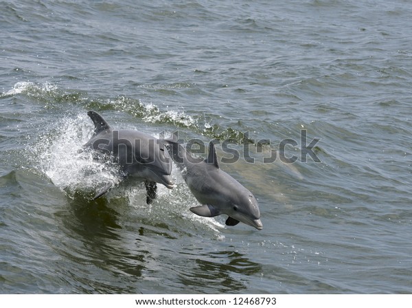 A\
mother dolphin jumping out of the water with her\
calf.