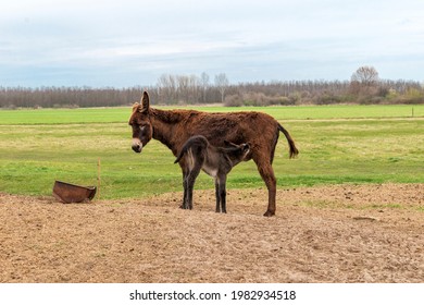 Mother Donkey Breastfeeding Her 3 Days Old Baby, At Kiskunság National Park, Hungary