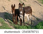 Mother donkey and little donkey in the pasture