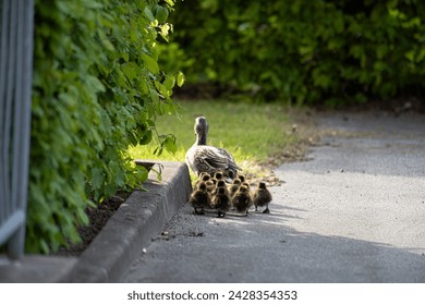 mother duck with anne the kids out there and go for a walk - Powered by Shutterstock