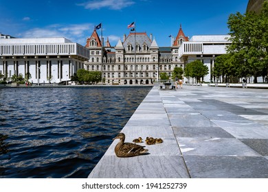 A mother duck and ducklings at the Empire State Plaza in Albany, New York, with the State Capitol building in the background, May 25, 2020 - Shutterstock ID 1941252739