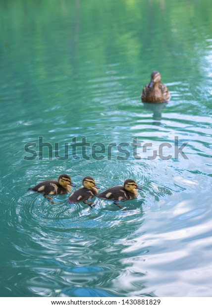 Mother duck and ducklings float in the lake. Cute duckling on swimming. Duck and duckling in pond