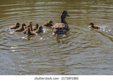 Mother Duck And Ducklings Fluffy Ducklings Mallard Wild Duck Swimming Together With Mother Duck In A Lake