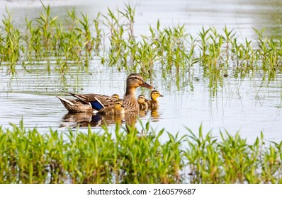 Mother Duck With Ducklings Swimming On Blue Water Pond With Green Grasses In Spring.