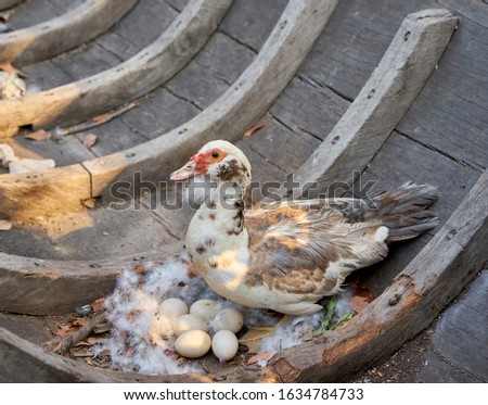 A mother duck guarding her nest and eggs on an old wooden boat.