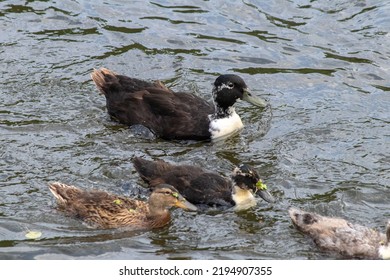 Mother Duck And Her Cubs Swimming In The Creek. Top View Of Four Ducks Swimming. Wildlife Idea Concept. Waterfowl. Animals Living In Groups. No People, Nobody. 