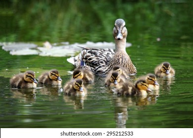 Mother Duck With Her Ducklings