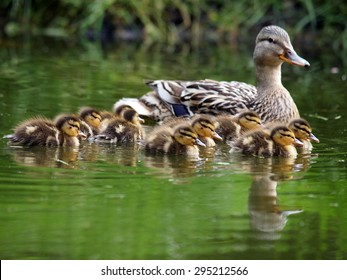 Mother Duck With Her Ducklings