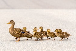 Eine Mutterente Und Ihre Enten überqueren Eine Straße In Einer Linie. Es Gibt Sieben Entlings, Die Der Mutter Folgen.