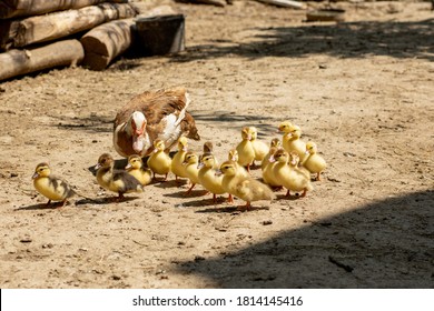 Ducks Follow Images Stock Photos Vectors Shutterstock