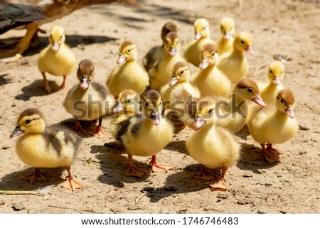 Mother duck with her ducklings. There are many ducklings following the mother