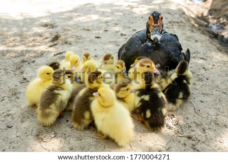 Similar – Image, Stock Photo Mother and Baby Muscovy ducklings Cairina moschata