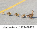 A mother duck leading her babies across a road on a bright sunny day. Yellow line in the center of the road. Seven baby ducks follow the mother.