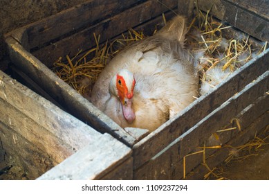 Mother Duck On Eggs