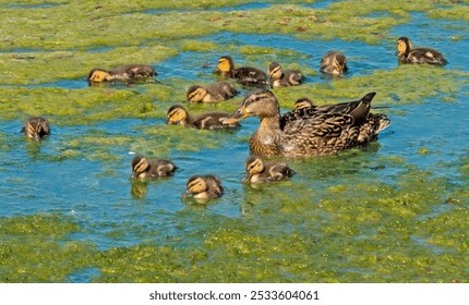 A mother duck swimming with her ducklings in a pond covered with green algae. - Powered by Shutterstock