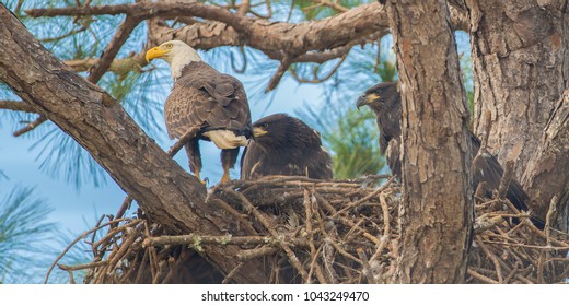 A Mother Eagle And Two Grown Chicks In Nest