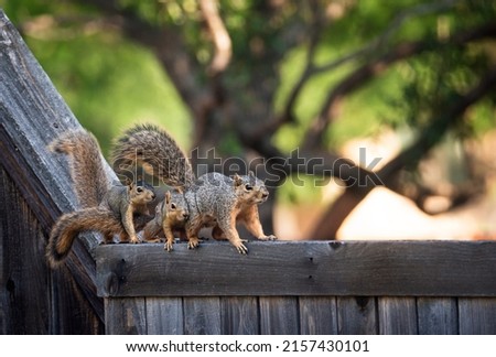 Mother Eastern fox squirrel (Sciurus niger) and her two little youngsters over the top of a wooden fence in the backyard. Copy space.
