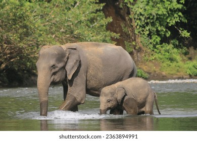 Mother Elephant and Baby Elephant Crossing A River In The middle of Forest that located in Tangkahan Conservation  Area in North Sumatra , Indonesia.