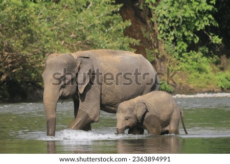 Mother Elephant and Baby Elephant Crossing A River In The middle of Forest that located in Tangkahan Conservation  Area in North Sumatra , Indonesia.