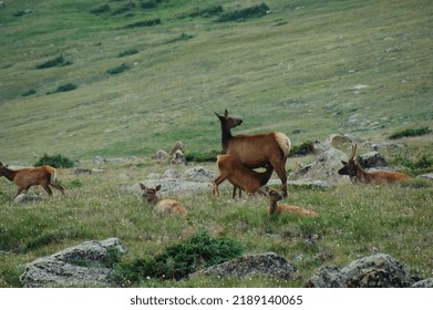 Mother Elk Nursing Baby Elk