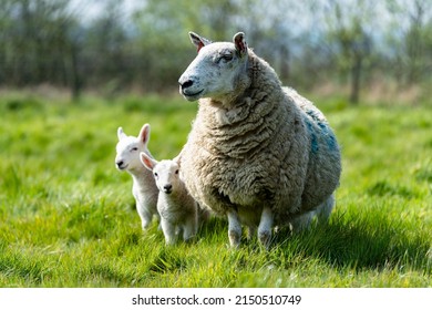 12,260 Lamb and mother Images, Stock Photos & Vectors | Shutterstock