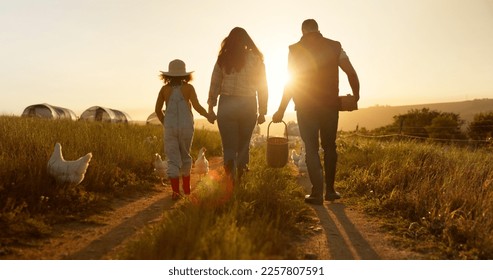 Mother, father or child bonding on chicken farm, poultry agriculture field or Brazilian sustainability environment. Smile, happy and farmer family with birds for meat, food or eggs industry at sunset - Shutterstock ID 2257807591