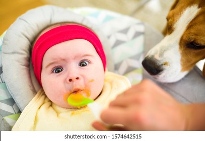 Mother Feeding Hungry Five Month Old Funny Baby With Solid Food. Beagle Dog Watching Curiously.