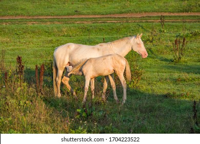 Mother Feeds Milk Akhal-Teke Breed White Foa