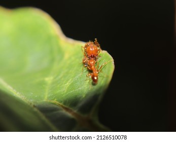 The Mother Fire Ant, With Its Young On A Leaf, Is A Type Of Solenopsis Geminata Ant That Lives In The Tropical Forests Of Indonesia